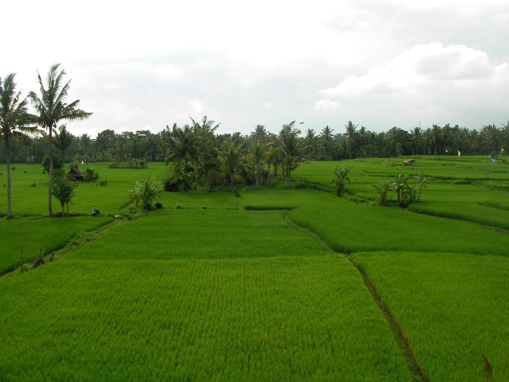 Green Field Hotel And Restaurant Ubud Exterior foto